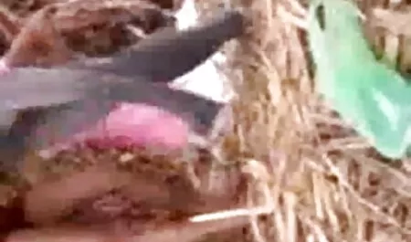 উভমুখি যৌনতার, চুদা চুদি চটি মেয়ে হিজড়া