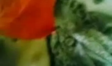 পোঁদ, বালিকা, বাঁড়ার, ছেলের সাথে চোদাচুদি মেয়ে হিজড়া